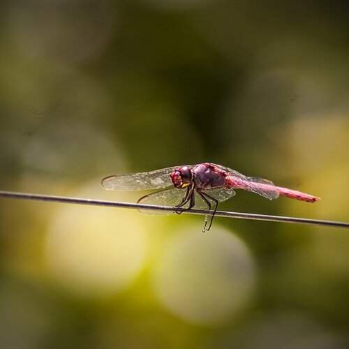 The Firefly