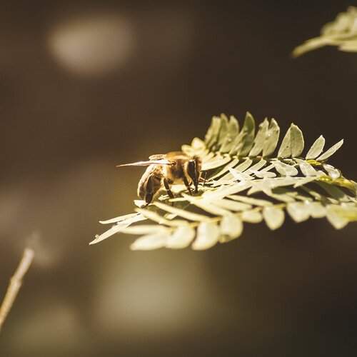 The Bee