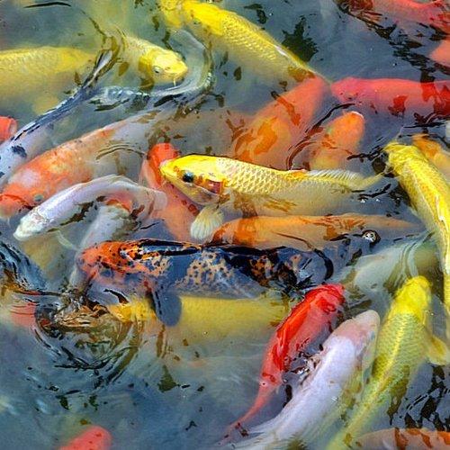 Feeling Koi