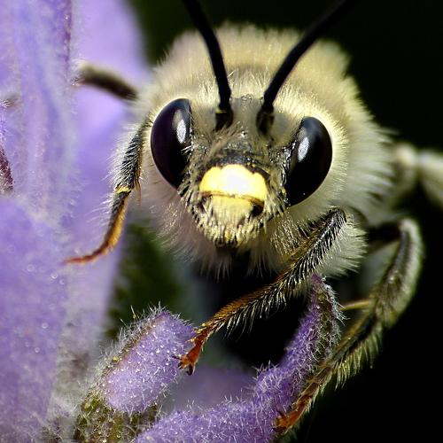 Bee on Lavender