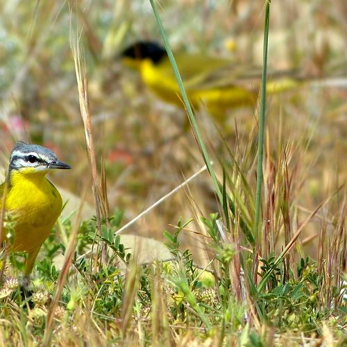 Yellow wagtail - Motacilla flava