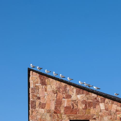Birds on the roof