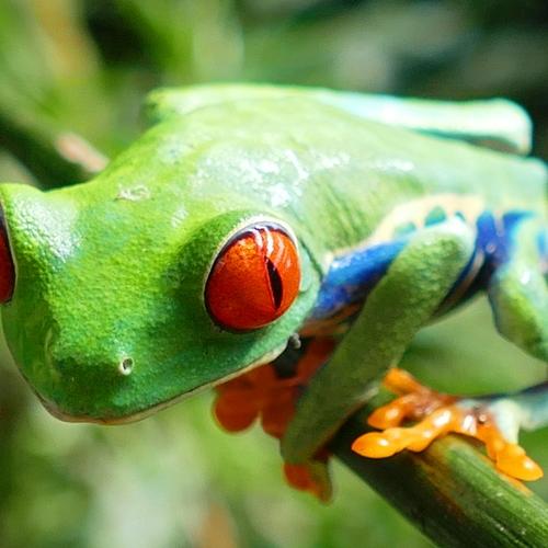 Seven-colour frog