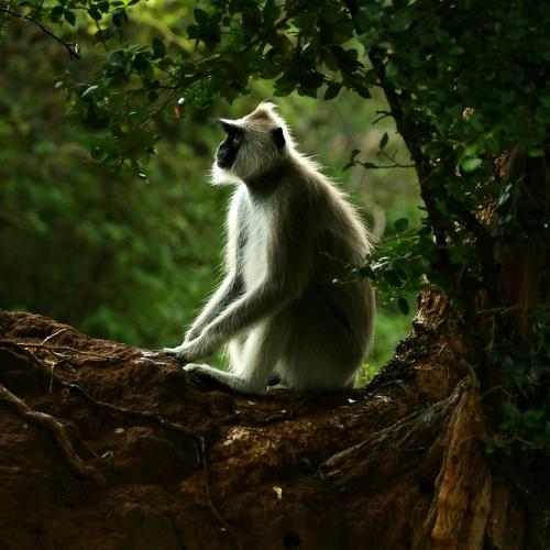 Monkey