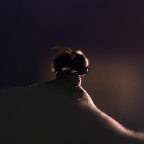 Bubbees.