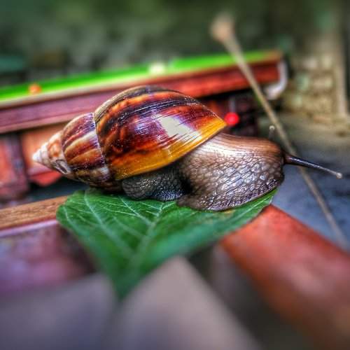 SNAIL
