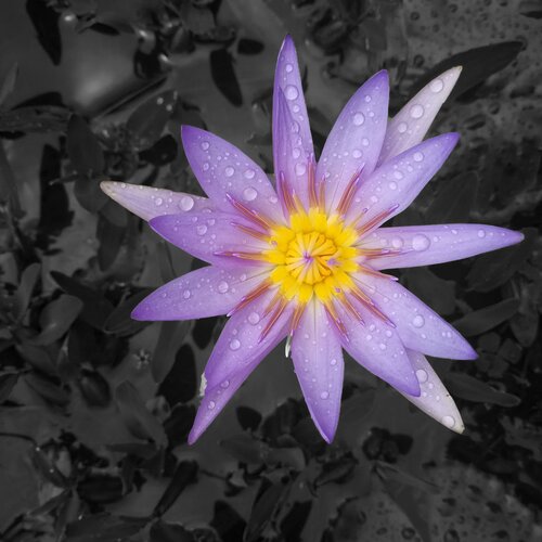 WaterLily