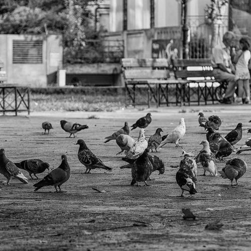 Pigeons