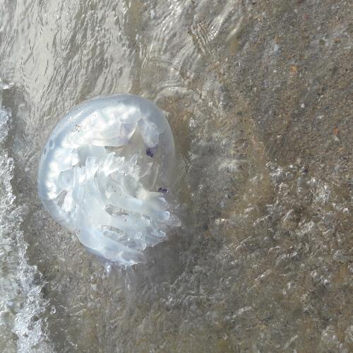 Photo #1908254