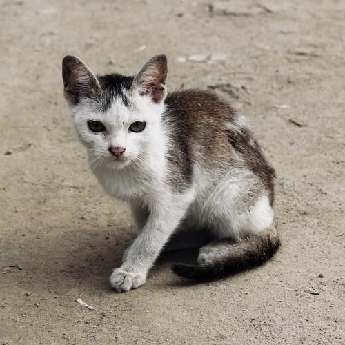 Still Cat
