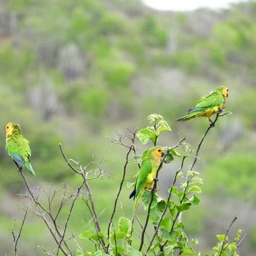 St.Thomas Parrots
