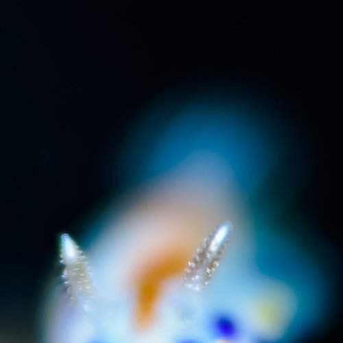 abstract nudi