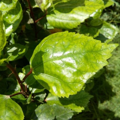 LEAF