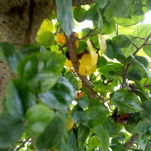 LEAF