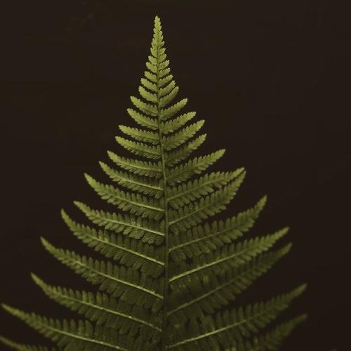 Fern Frond