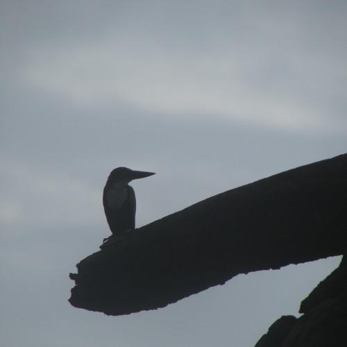 || SURPRISED KINGFISHER ||