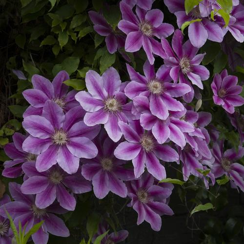 Flower garland after the rain