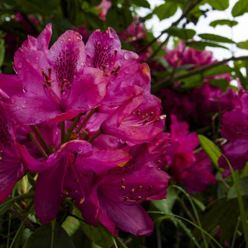 Pink Princess after the rain