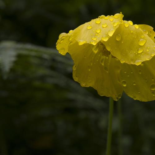 Little bit sad yellow