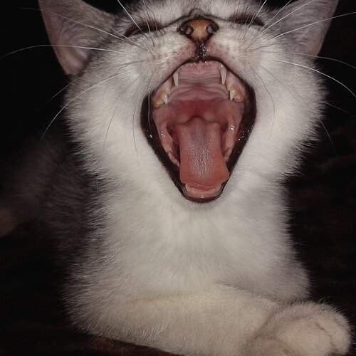 Photo #1911868