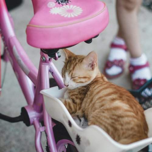 Photo #1911886