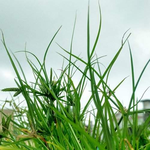 Grass High