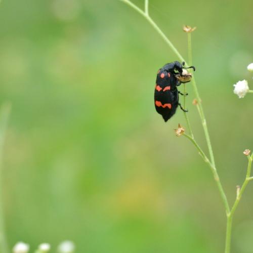 Bee