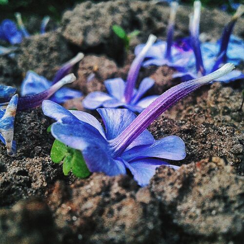 end of flowering