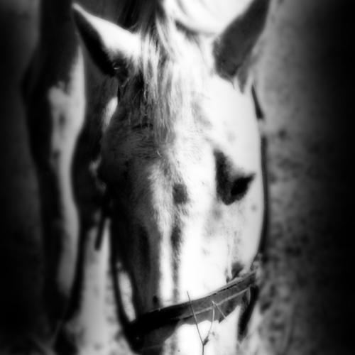 White Horse