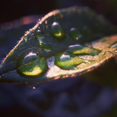 World in green