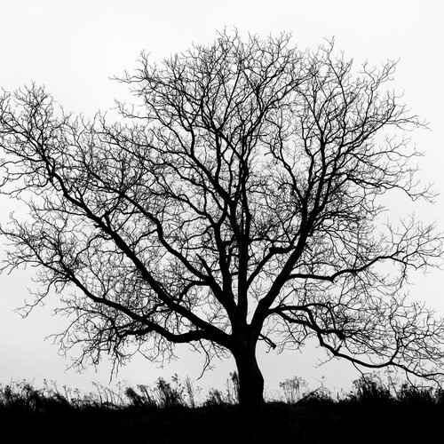 We all are rooted to Earth.