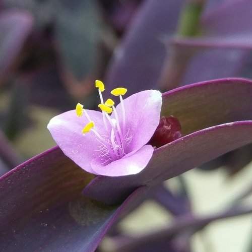 Tegraf Flowers