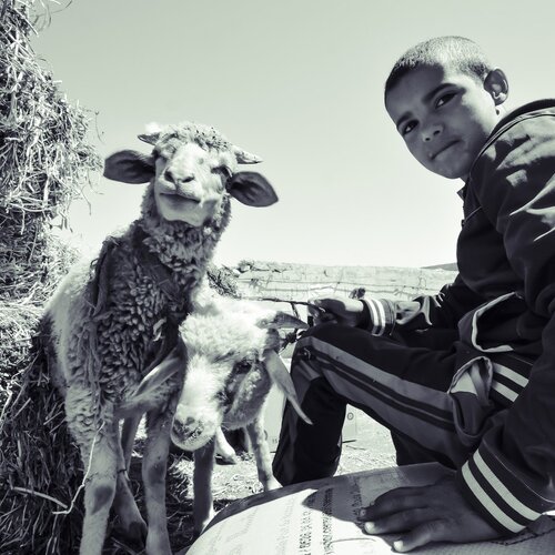 The kid and the sheep