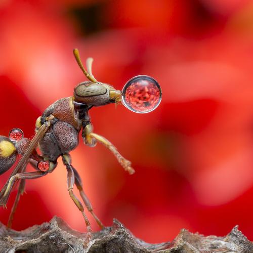 Wasp 170830A