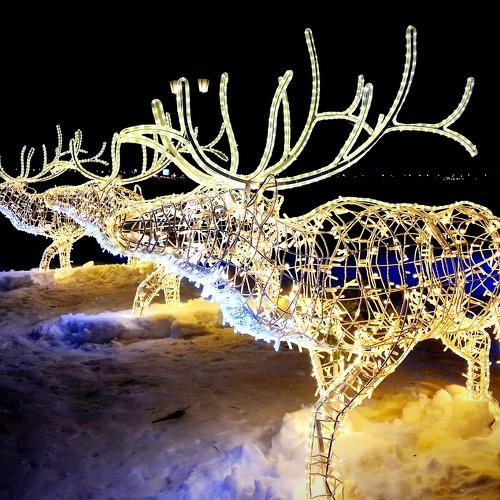 Reindeer at night