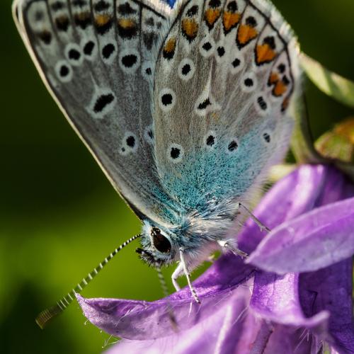 Lycaenidae