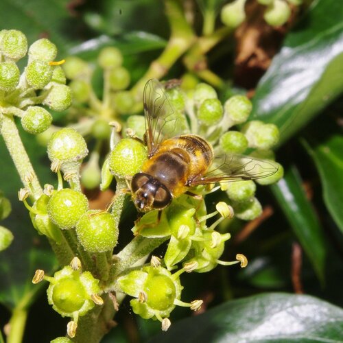 buzzy b