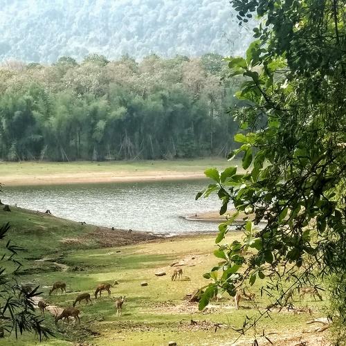 Wild life at Parambikulam, Tamil Nadu