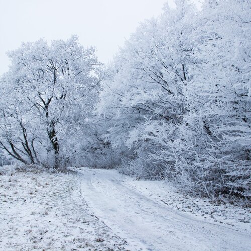 Snow Fairy...