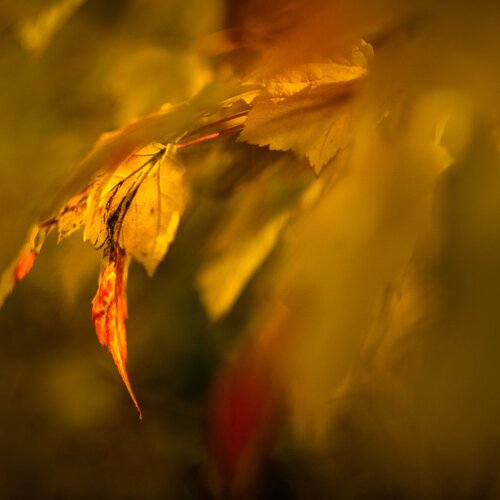 enchanting autumn