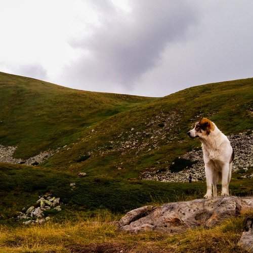 Carpathian friend