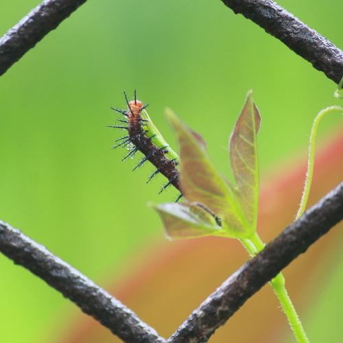 Caterpillar With tiny Drops