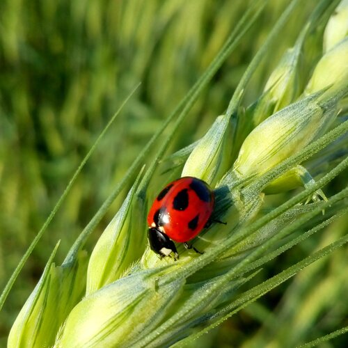 Lady bug