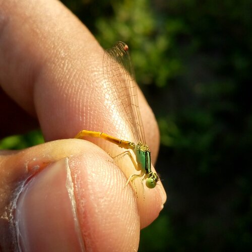 Insect