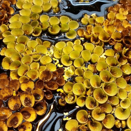 Капли воды