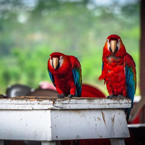 The colours of Amazon Forest