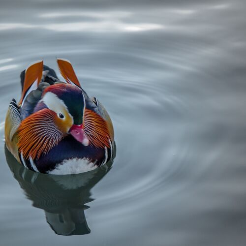 The duck and the lake