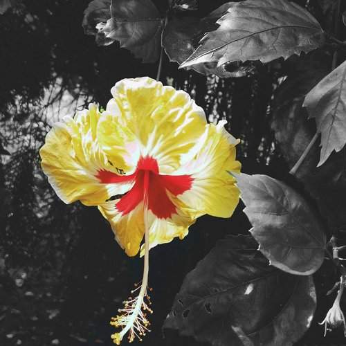 Hibiscus flower