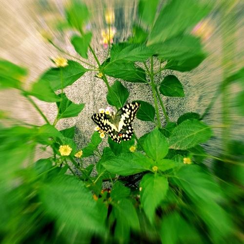 Butterfly