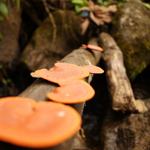orelhudos